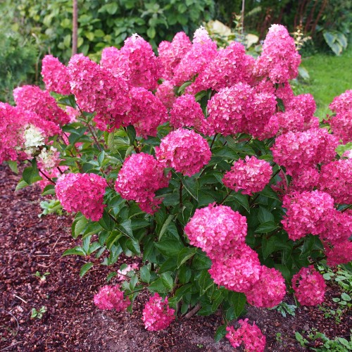 Hydrangea paniculata 'Strawberry Blossom' - Aedhortensia 'Strawberry Blossom' C2/2L